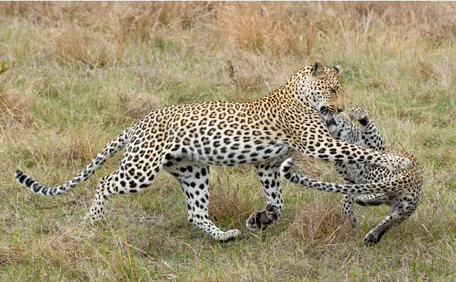 Chỉ khi luyện tập săn bắt, những con báo đốm con mới chịu sự dạy dỗ nghiêm khắc của báo mẹ. (Nguồn Sina)