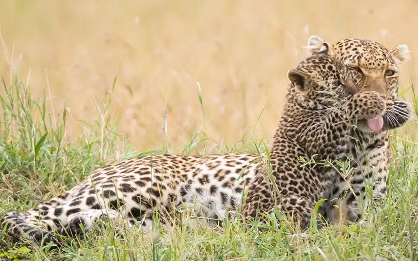 Tuy nhiên với sự dễ thương trời sinh của mình, rất nhanh chóng báo đốm con có thể xoa dịu cơn bực tức của mẹ. (Nguồn Sina)