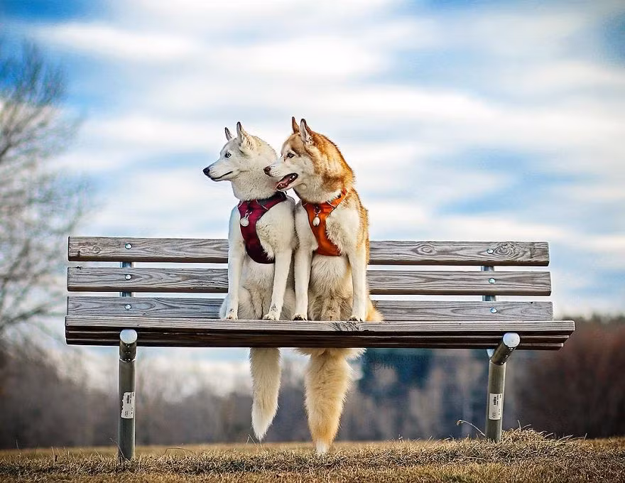 Theo cô Melanie, người Mỹ chia sẻ, đôi chó husky tuyệt đẹp của cô là Ellie và Atlas đã cứu cô thoát khỏi sự hành hạ của hội chứng trầm cảm và rối loạn lo âu theo nhiều cách khác nhau. (Nguồn Bored Panda)