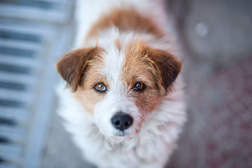 Một nhiếp ảnh gia có tên là Joe đã ghi lại được những hình ảnh chân thực về cuộc sống khốn khổ của những con chó hoang ở Himalaya, Ấn Độ, khiến nhiều người không khỏi ngỡ ngàng. (Nguồn Bored Panda)