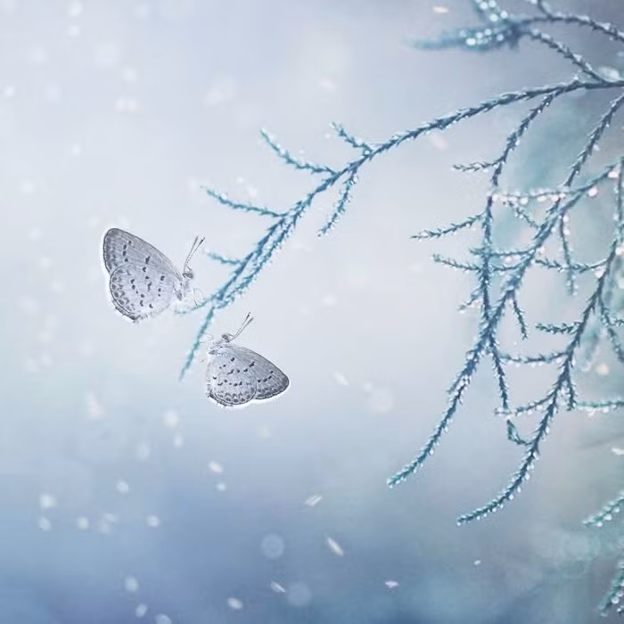 Đôi bướm nhỏ hẹn hò hút sương sớm. (Nguồn Bored Panda)