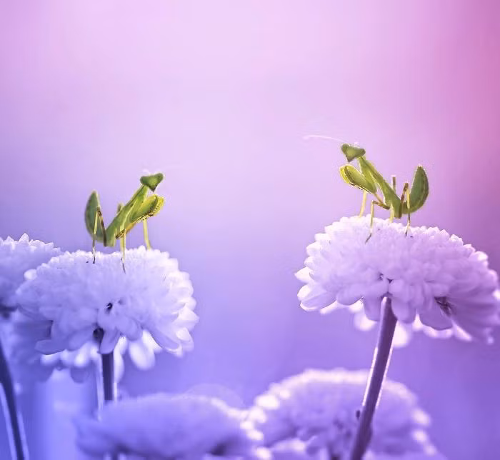 Buổi nói chuyện trên những cánh hoa của đôi bọ ngựa phong tình. (Nguồn Bored Panda)