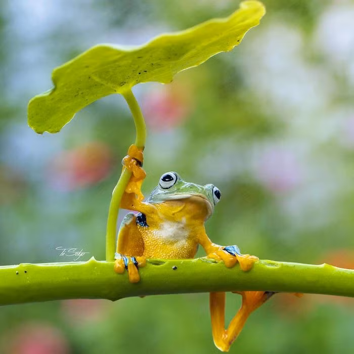 Theo nhiếp ảnh gia chia sẻ, anh muốn mọi người có ấn tượng khác biệt về thế giới của những động vật nhỏ bé. (Nguồn Bored Panda)