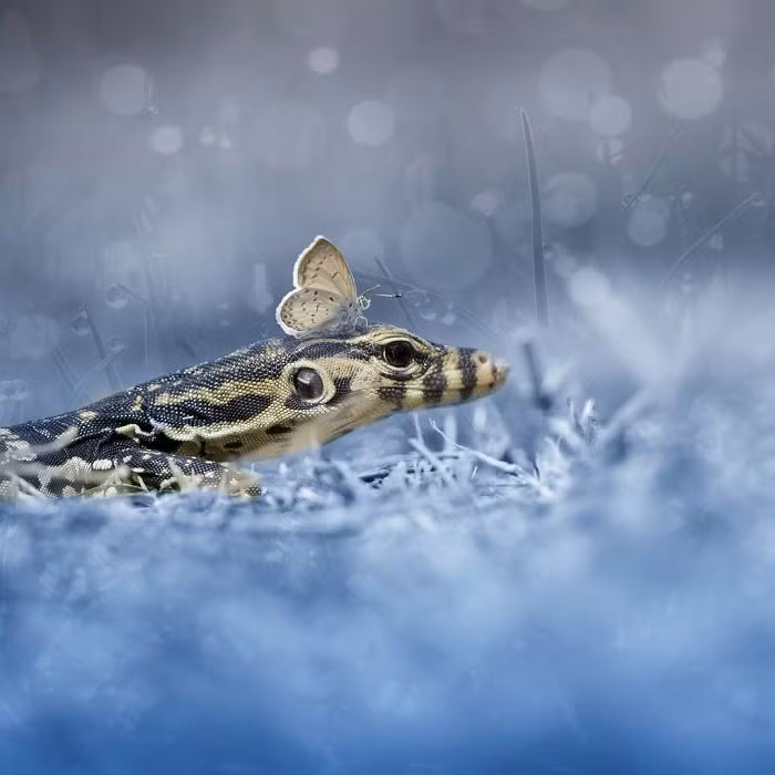 Nhiếp ảnh gia người Indonesia, Tri Setyo Widodo đã dùng con mắt nghệ thuật và tài năng của mình để ghi lại những hình ảnh tuyệt đẹp về thế giới của các loài động vật hoang dã nhỏ bé, khiến nhiều người kinh ngạc. (Nguồn Bored Panda)