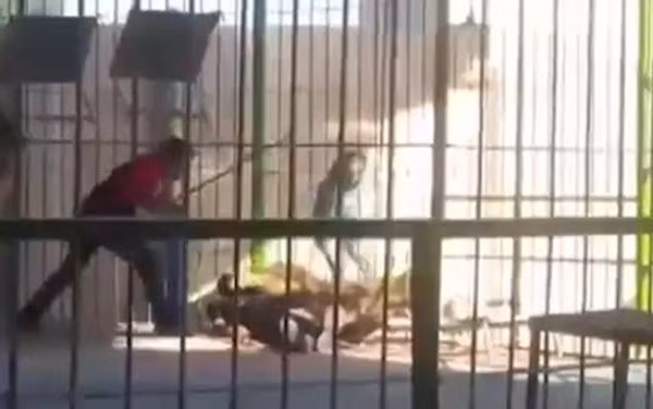 Mặc dù các đồng nghiệp khác đã cố gắng cứu Islam và đưa anh đến bệnh viện trong thời gian nhanh nhất có thể nhưng sau đó Islam vẫn bỏ mạng vì mất máu quá nhiều và vết thương quá nặng.