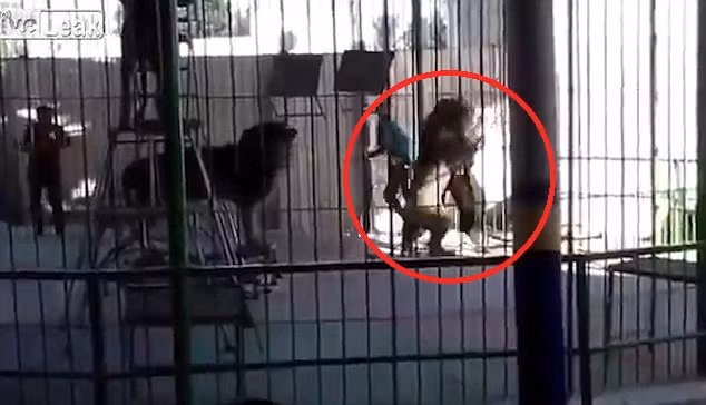 Vào khoảng đầu tháng 12/2016 huấn luyện viên xiếc thú Islam Shaheen, 35 tuổi, đang huấn luyện một con sư tử đực ở Alexandria, Ai Cập thì gặp nạn. Con sư tử bất ngờ tấn công và cắn chặt vào cổ Islam.