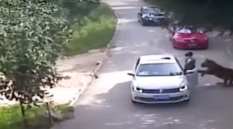 Theo thông tin đăng tải, do mâu thuẫn với người đàn ông trên xe, hai người phụ nữ một trung tuổi một trẻ tuổi đã bước ra khỏi xe ô tô bất chấp lệnh cấm nghiêm ngặt. Ngay sau đó người phụ nữ trung tuổi bị hổ vồ chết, người phụ nữ trẻ tuổi bị thương nặng.