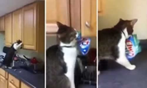 Sieu trom meo mo tu bep lay bim bim gay sot mang