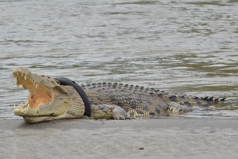 Tại bờ sông ở ngoại ô thành phố Palu, Indonesia, hình ảnh một con cá sấu chết thảm vì mắc kẹt lốp cao su vào cổ khiến nhiều người không khỏi thương cảm. (Nguồn Sina)