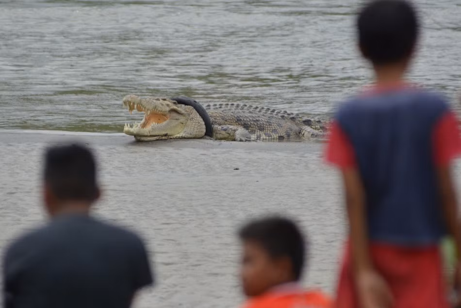 Chứng kiến cảnh con cá sấu mắc kẹt đau đớn, vật vã vì không thể thở được, nhiều người vây xem, trong đó có cả Trung tâm cứu hộ động vật hoang dã địa phương rất muốn giúp đỡ. Tuy nhiên, do không có dụng cụ chuyên nghiệp, cũng không có cách thức cụ thể nên họ không dám tiếp cận. (Nguồn Sina)