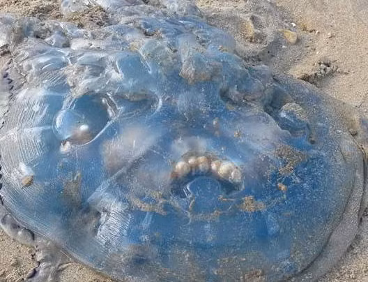 Ngay sau đó, hàng loạt hình ảnh chụp cận ảnh những con sứa khổng lồ dạt bờ cũng được cư dân mạng thi nhau chia sẻ. (Nguồn Dailymail)