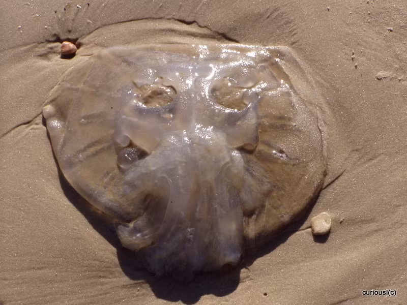 Trong bất cứ tấm hình nào, bộ mặt thật của loài sứa khổng lồ cũng khiến mọi người phải sửng sốt vì độ đáng sợ. (Nguồn Dailymail)