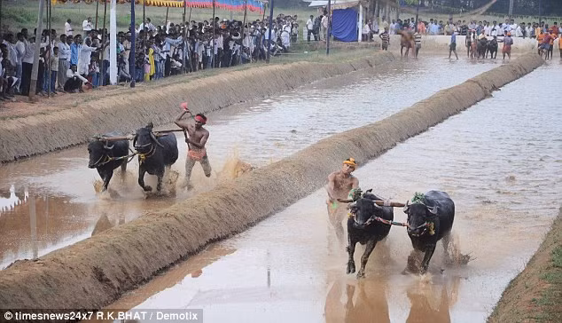 Cả trâu và người điều khiển đều phải thật khỏe mạnh để có thể đảm bảo cuộc đua trở nên kịch tính nhất có thể. (Nguồn Sina)