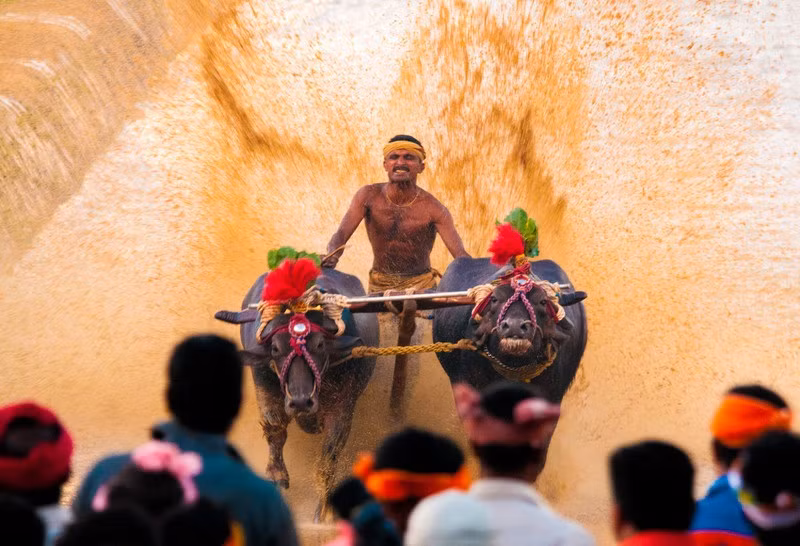 Đường đua được chuẩn bị từ trước và rất rộng rãi, đủ để cho những cặp trâu cùng người điều khiển có thể di chuyển thoải mái. (Nguồn Sina)