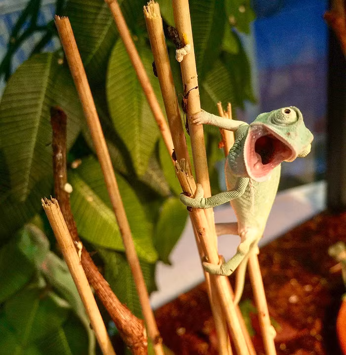 Khi nó thư giãn, tế bào chứa sắc tố vàng hoặc xanh kết hợp, làm cho da có màu xanh dịu. Thậm chí, vào ban đêm, nhiều con tắc kè hoa biến thành màu trắng. (Nguồn Bored Panda)