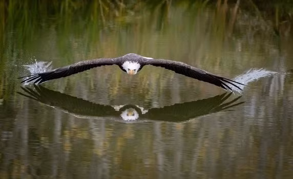 Đại bàng hói xòe cánh lướt sát mặt nước để bắt mồi. Nhiều người cho rằng hình ảnh này đã được chỉnh sửa bởi vệt nước bắn không tự nhiên. Tuy nhiên qua giám định, đây thực sự là ảnh gốc. (Nguồn Brilio)