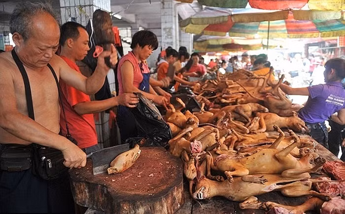 Ăn thịt chó là truyền thống lâu đời ở Trung Quốc và một số nước châu Á. Theo quan niệm, ăn thịt chó vào cuối tháng, cuối năm sẽ giúp giải đi vận đen đang đeo đuổi. Chính vì thế, cứ mỗi dịp cuối năm, nhiều người dân Trung Quốc lại đổ xô đi ăn thịt chó để giải đen, khiến nhu cầu tăng đột biến kéo theo nhiều hệ lụy khác.(Nguồn Sina)
