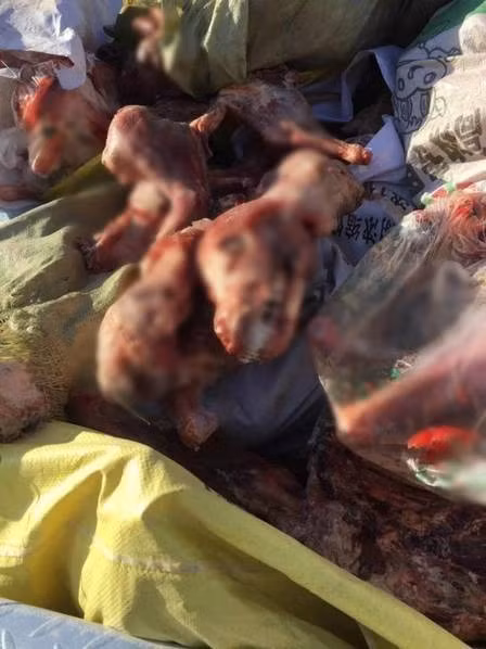 Cảnh sát đã giải cứu được 116 chú chó, tuy nhiên một số con chó do quá đau đớn vì bị ngược đãi dài ngày đã chết trên đường đến bệnh viện thú y. 16 chú chó khác trong tình trạng nguy kịch, trên người nhiều bệnh khó chữa.(Nguồn Sina)