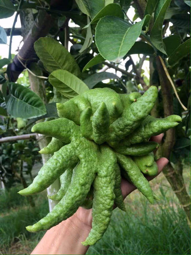 Phat thu bonsai gia hang chuc trieu o lang Dac So-Hinh-3