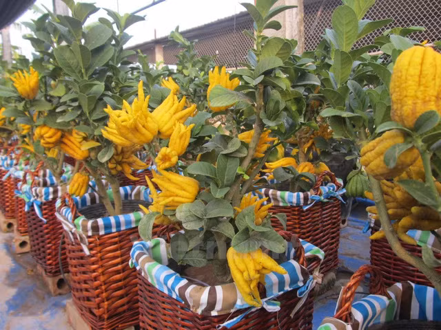 Phat thu bonsai gia hang chuc trieu o lang Dac So-Hinh-2