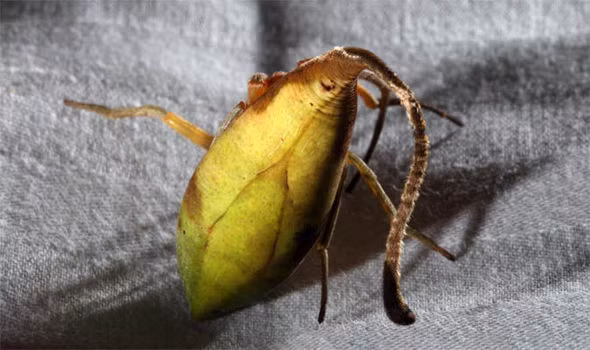 Thú vị hơn, những con nhện này không thèm giăng tơ làm mạng, chúng ẩn thân trong những chiếc lá và tha hồ săn bắt con mồi. (Nguồn Boredomtherapy)