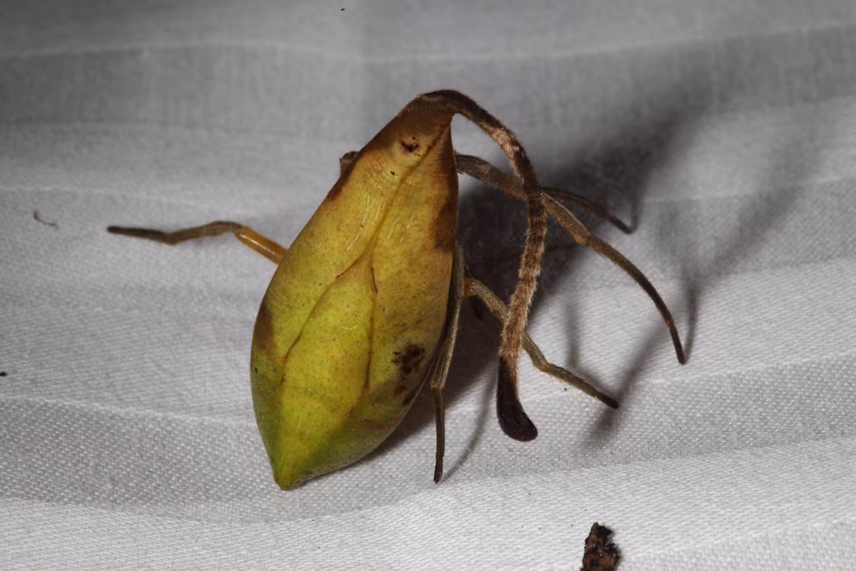 Đặc biệt, loài nhện này có thể đổi màu từ xanh lá cây, vàng lá mạ đến nâu chết tùy thuộc vào hoàn cảnh, môi trường cần thiết. (Nguồn Boredomtherapy)