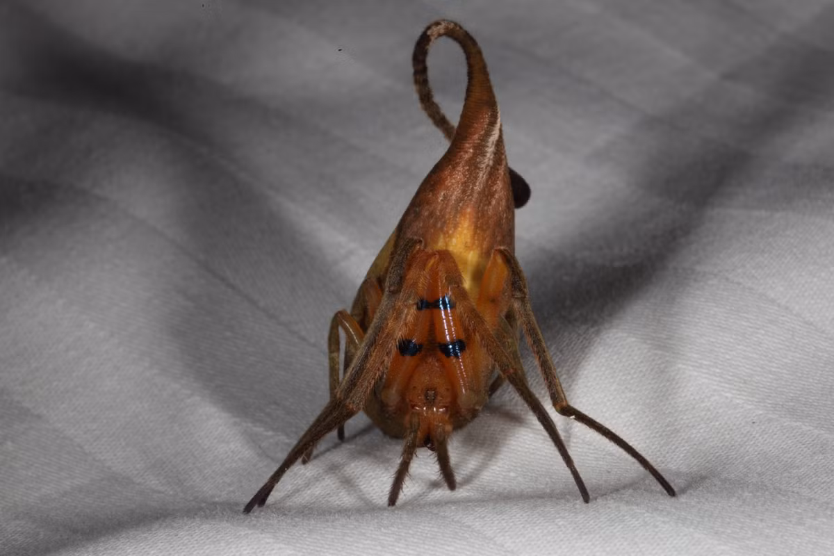 Khả năng ngụy trang của loài nhện này được đánh giá là bậc thầy trong thế giới động vật, được so sánh với thuật tàng hình đỉnh cao của các ninja thời xưa. (Nguồn Boredomtherapy)