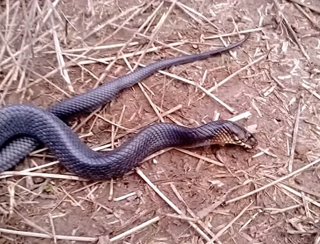 Có lẽ chính vì vậy mà con rắn chàm phương Đông này đã học hỏi theo một số cách tự vệ của các loài động vật khác. Khi đối diện với nguy hiểm mà không kịp chạy trốn, nó lựa chọn cách giả chết. (Dailymail)