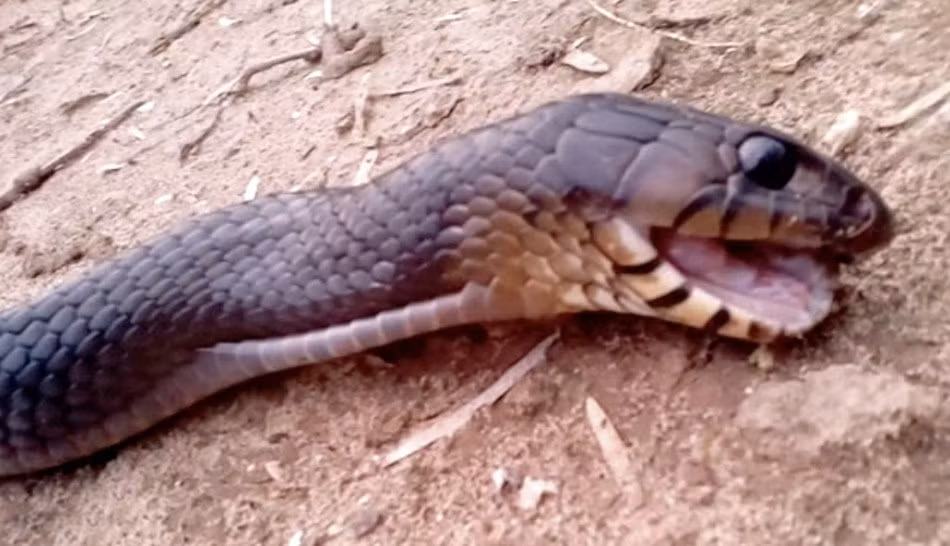 Đây là loài rắn thường được biết đến là loài rắn dài nhất tại châu Mỹ, chúng có chiều dài trung bình khi trưởng thành là 3 mét. Loài rắn này không có nọc độc và thường phải rất vất vả mới có thể giết được con mồi. (Dailymail)