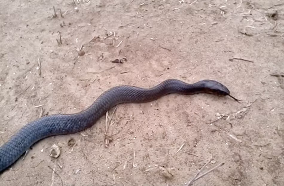 Eric Johnson, một chuyên gia về rắn đã tìm thấy một con rắn chàm phương Đông có hành động vô cùng kỳ lạ tại một khu vực vắng người ở Mission, Texas, Hoa Kỳ. Theo Eric, con rắn giả chết để đánh lừa con người, hòng bảo vệ bản thân. (Dailymail)