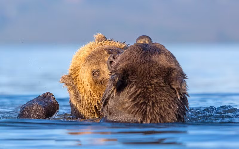 Thậm chí khi nhìn thấy nhiếp ảnh gia, con gấu nâu đực không hề ngượng ngùng hay xấu hổ, nó tự tin nhìn thẳng vào ống kính và không quên hôn lên má của bạn tình. (Nguồn Sina)