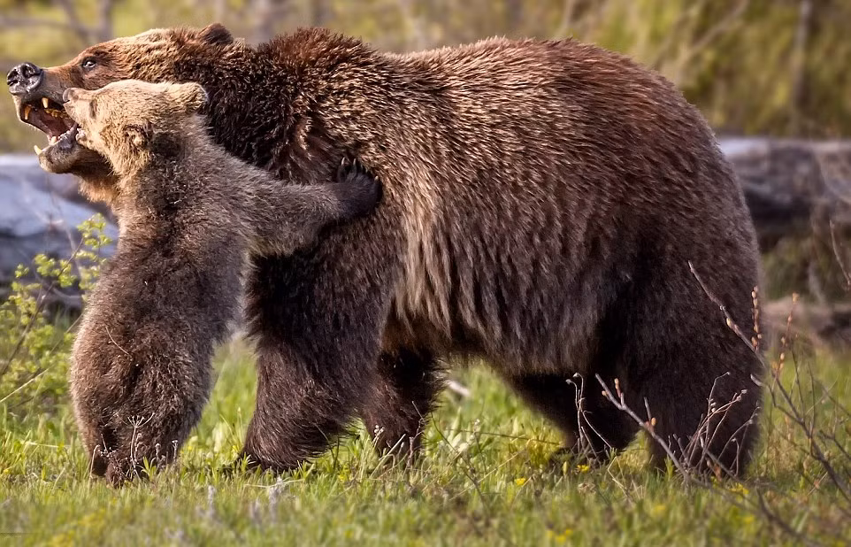 Mối quan hệ tình cảm nhất của loài gấu nâu hoang dã có lẽ là mối quan hệ giữa gấu mẹ và con. (Nguồn Sina)