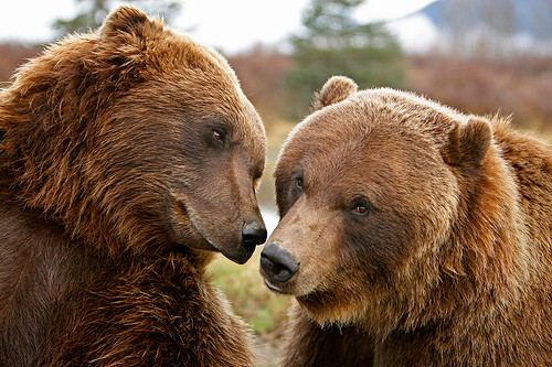 Thông thường, gấu nâu khổng lồ đực thường rất thô bạo, ngay cả khi muốn giao phối, chúng cũng không mấy quan tâm để ý đến thái độ, ý muốn của gấu cái. Chỉ có rất ít những trường hợp cặp đôi gấu nâu khổng lồ tình cảm bên nhau như thế này. (Nguồn Sina)