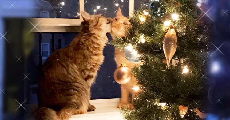 Hiện tại, James cho biết anh rất vui vì những hình ảnh đôi mèo hôn nhau bên cây thông Noel của mình đã truyền cảm hứng cho mọi người, nhắc nhở mọi người rằng tình yêu chân thực vẫn luôn tồn tại và những phép màu Giáng sinh chưa bao giờ mất đi. (Nguồn Bored Panda)