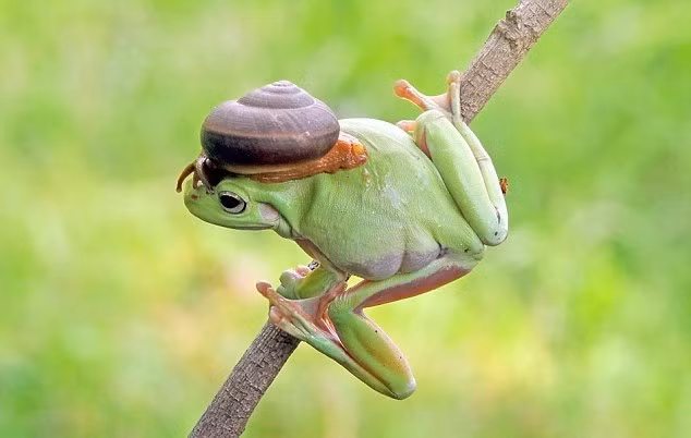 Con ếch cây này cũng để cho một con ốc sên vô tư du ngoạn trên cơ thể. (Nguồn Sina)