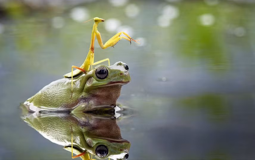 Bọ ngựa là một trong những loài côn trùng dũng cảm khi dám cưỡi lên đầu một loài động vật lưỡng cư có khả năng ăn sống nuốt tươi mình. (Nguồn Sina)
