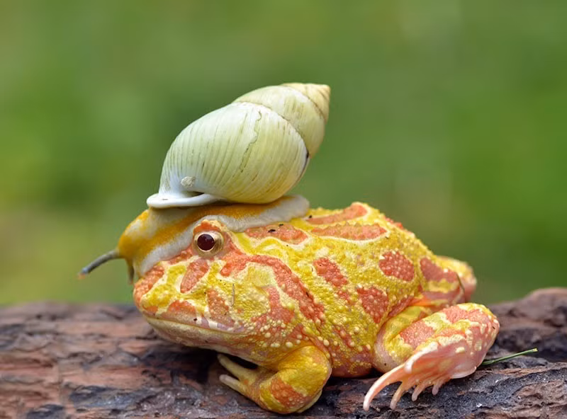 Thomas Chandra, một nhiếp ảnh gia động vật hoang dã đã ghi lại được cảnh tượng thú vị khi ếch Pacman đội ốc sên lên đầu hệt như đang đội mũ bảo hiểm. Hình ảnh được ghi lại khi con ếch di chuyển trên một khúc gỗ. (Nguồn Sina)