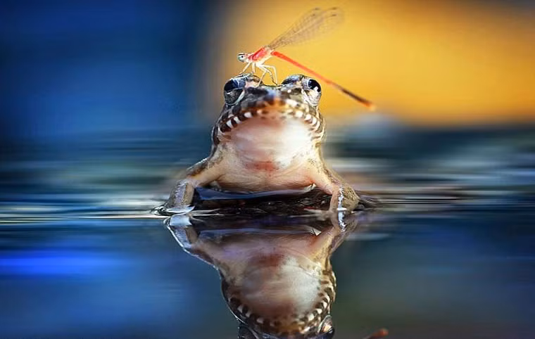 Chuồn chuồn dường như không ý thức được sự nguy hiểm, nó dám cả gan đậu trên đầu của một con ếch. (Nguồn Sina)