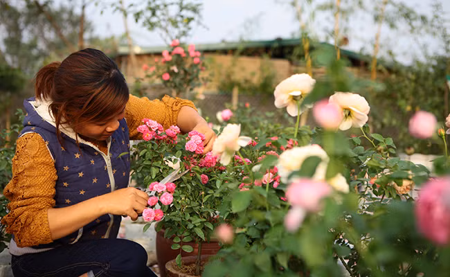 Theo chị Tuyết - chủ một vườn ờ làng hoa Quảng Bá (Tây Hồ, Hà Nội), các giống hoa hồng ngoại chủ yếu được nhập từ vùng Chieng Mai (Thái Lan), nơi có khí hậu mát mẻ và có công nghệ trồng hoa tốt, có khả năng tạo giống hoa hồng to bông đẹp, cánh dày cũng như có hương thơm, dễ chịu.