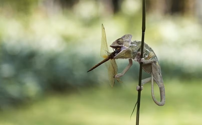 Mặc dù có chút cứng đầu, cố gắng bám chặt lấy thanh trúc nhỏ nhưng sức lực của chuồn chuồn so với tắc kè chỉ là trứng chọi đá. (Nguồn Sina)