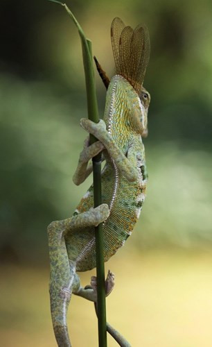 Ngay sau tóm gọn chuồn chuồn, tắc kè leo lên đỉnh cây và nhai nát đầu chuồn chuồn để thị uy. (Nguồn Sina)