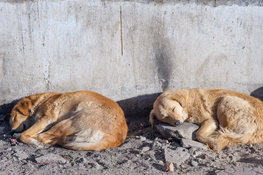 Nếu không bắt gặp chúng trong tình trạng ngủ say vào ban ngày, người ta sẽ chỉ nhìn thấy ánh mắt thờ thẫn vì thiếu tình yêu thương, thiếu một mái ấm, thiếu một chủ nhân. (Nguồn Bored Panda)