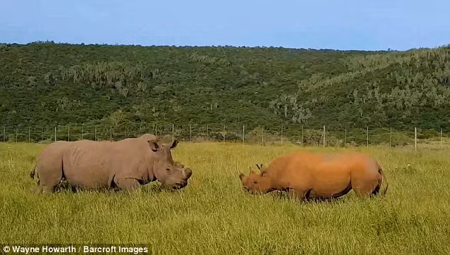 Tuy không biết kết quả cuối cùng của cuộc chiến nhưng hướng dẫn viên Wayne Howarth cho biết, trước khi anh và nhóm của mình rời đi, con tê giác trắng đã chiến thắng ở hiệp một. (Nguồn Dailymail)