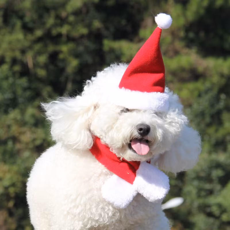 Sở hữu bộ lông trắng xù bông, chú chó tươi cười chụp ảnh đón Noel.