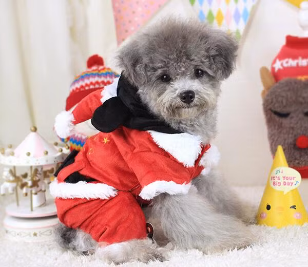 Tạo dáng dễ thương trong bộ đồ ông già Noel, chú chó đốn tim của cô chủ.