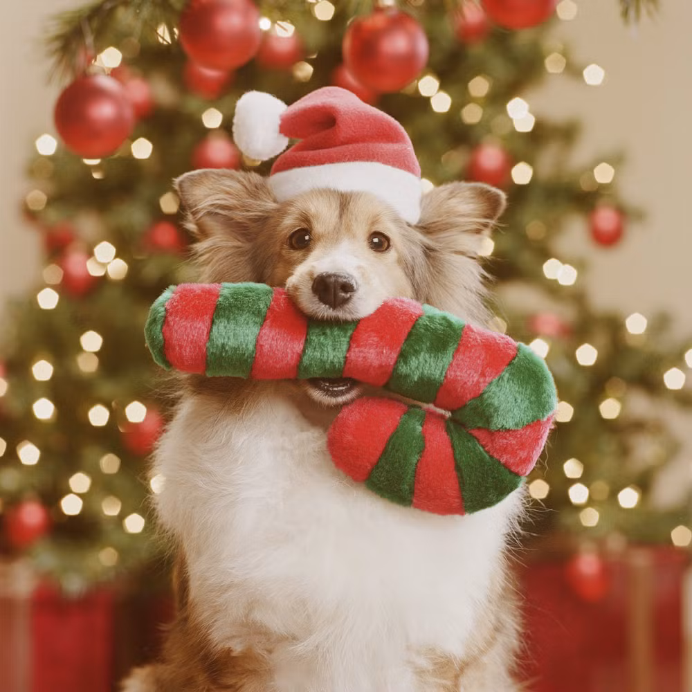 Bạn có thể khước từ được một chú chó cưng đáng yêu đang háo hức mong chờ Noel như thế này? Câu trả lời tất nhiên là không, với sự dễ thương của mình chắc chắn chú ta sẽ nhận được quà rất to.