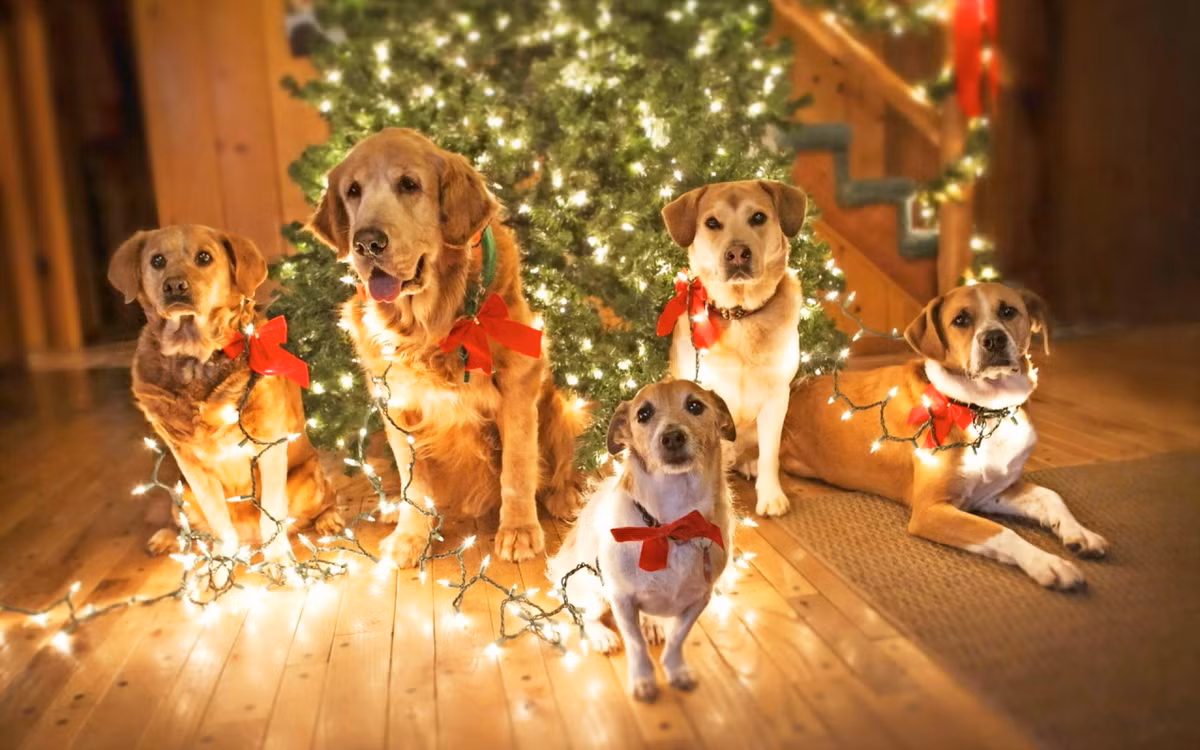 Cả gia đình chó tạo dáng chụp ảnh với cây thông Noel.