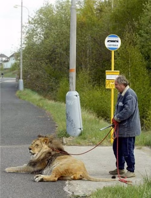 Thực tế, có rất nhiều người trên thế giới có thú chơi thú cưng độc lạ mà nhiếp ảnh gia Eric chưa có dịp tiếp xúc. Trong ảnh là một người đàn ông và con "mèo" lớn của mình, một con sư tử đực hùng mạnh. (Nguồn Sina)
