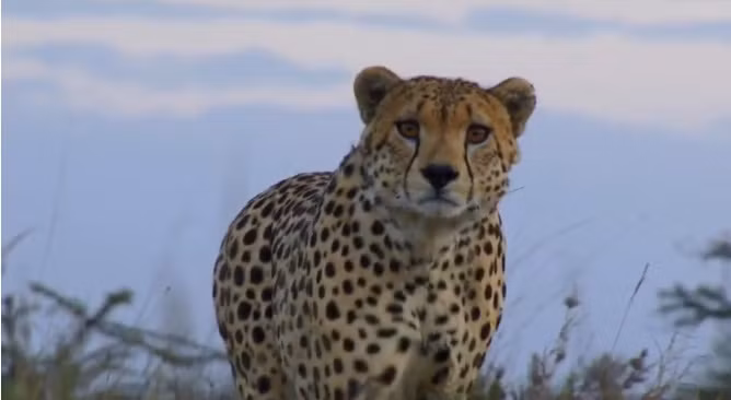 Mặc dù vậy, câu chuyện độc đáo, đầy cảm hứng của Zuri và Amaka đã nhắc nhở chúng ta rằng những loài động vật hoang dã rất khôn ngoan, chúng hoàn toàn có khả năng cân bằng bản thân mà không cần bất cứ sự can thiệp nào của con người. (Nguồn Africa Geographic)