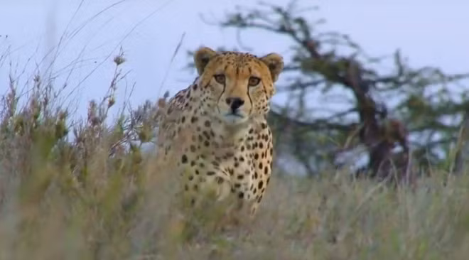 Nhiều nhà nghiên cứu cho rằng Zuri không nên làm thế bởi theo quy luật sinh tồn nghiệt ngã trong thế giới động vật hoang dã, một khi Amaka bỏ mạng, Zuri sẽ rơi vào trạng thái cô đơn, phải đối mặt với những thách thức mới, thích nghi với một lối sống hoàn toàn cô độc. (Nguồn Africa Geographic)